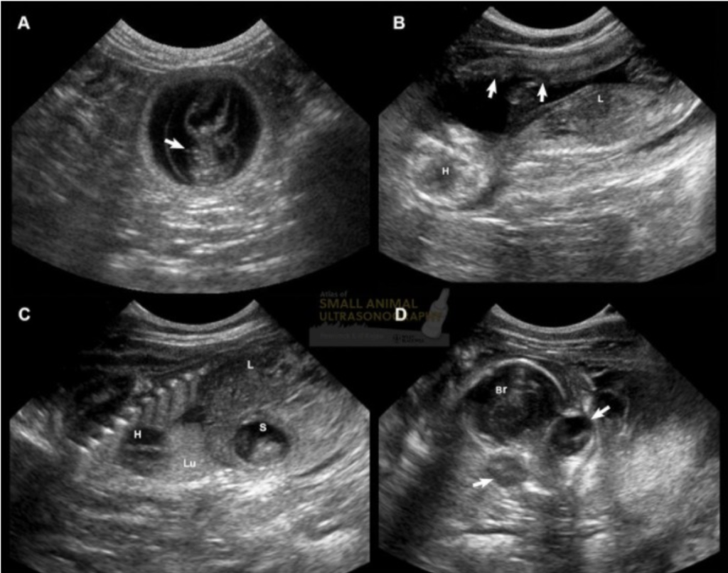 ultrasonido-gatita-embarazada