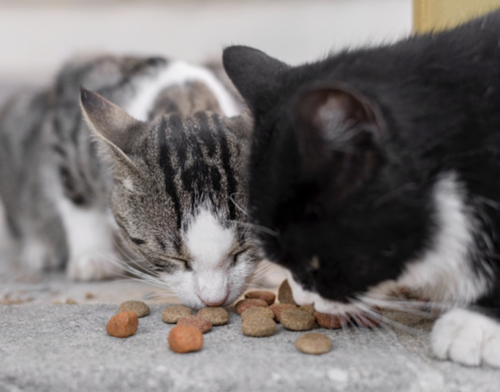 dos-gatos-comiendo-croquetas
