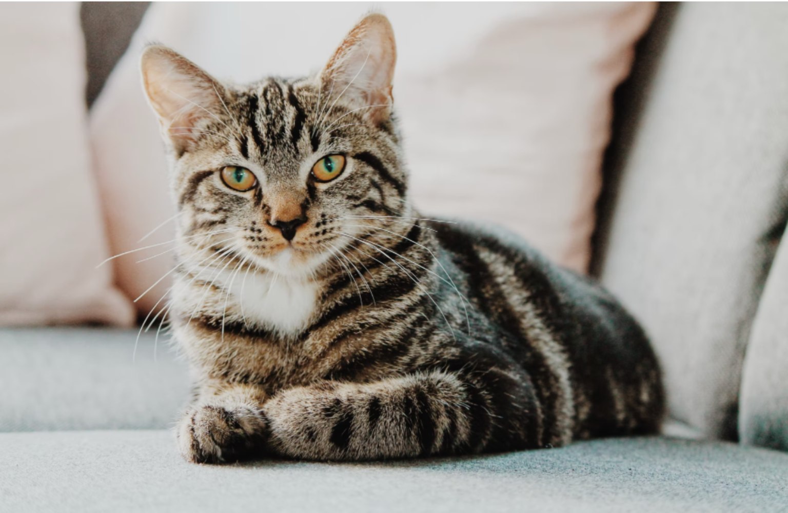 esterilización-de-gatos