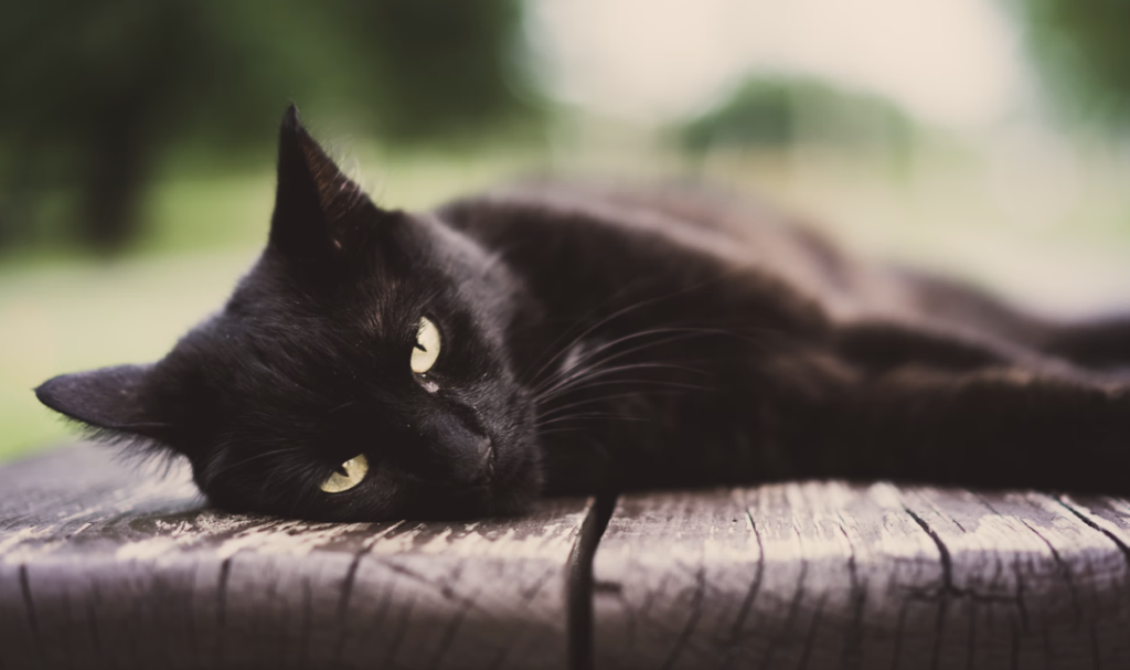 gatito-negro-acostado