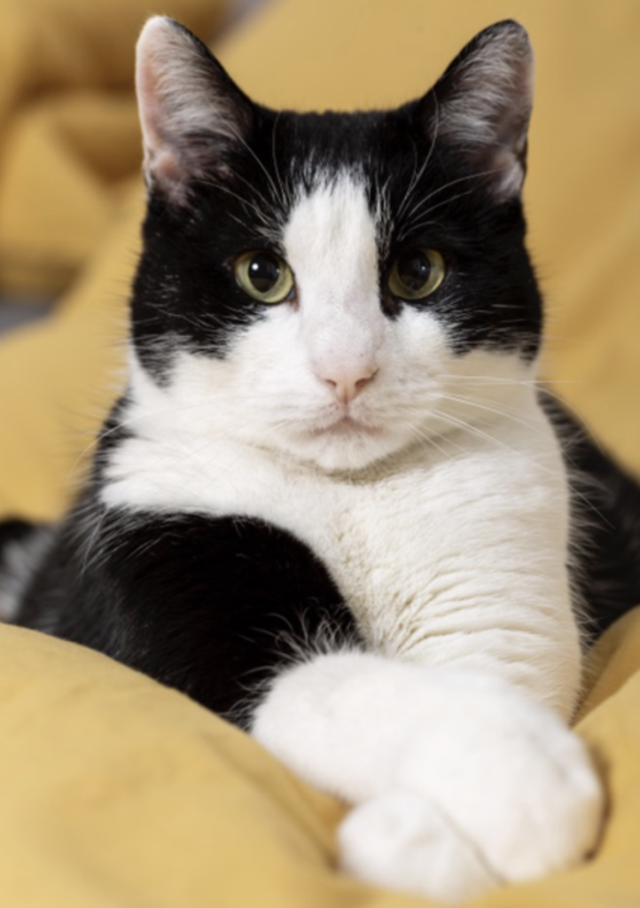 gato-blanco-con-negro