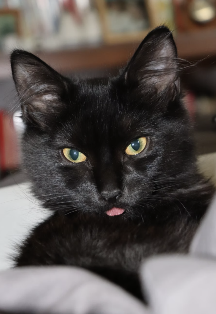 gato-negro-sacando-lengua
