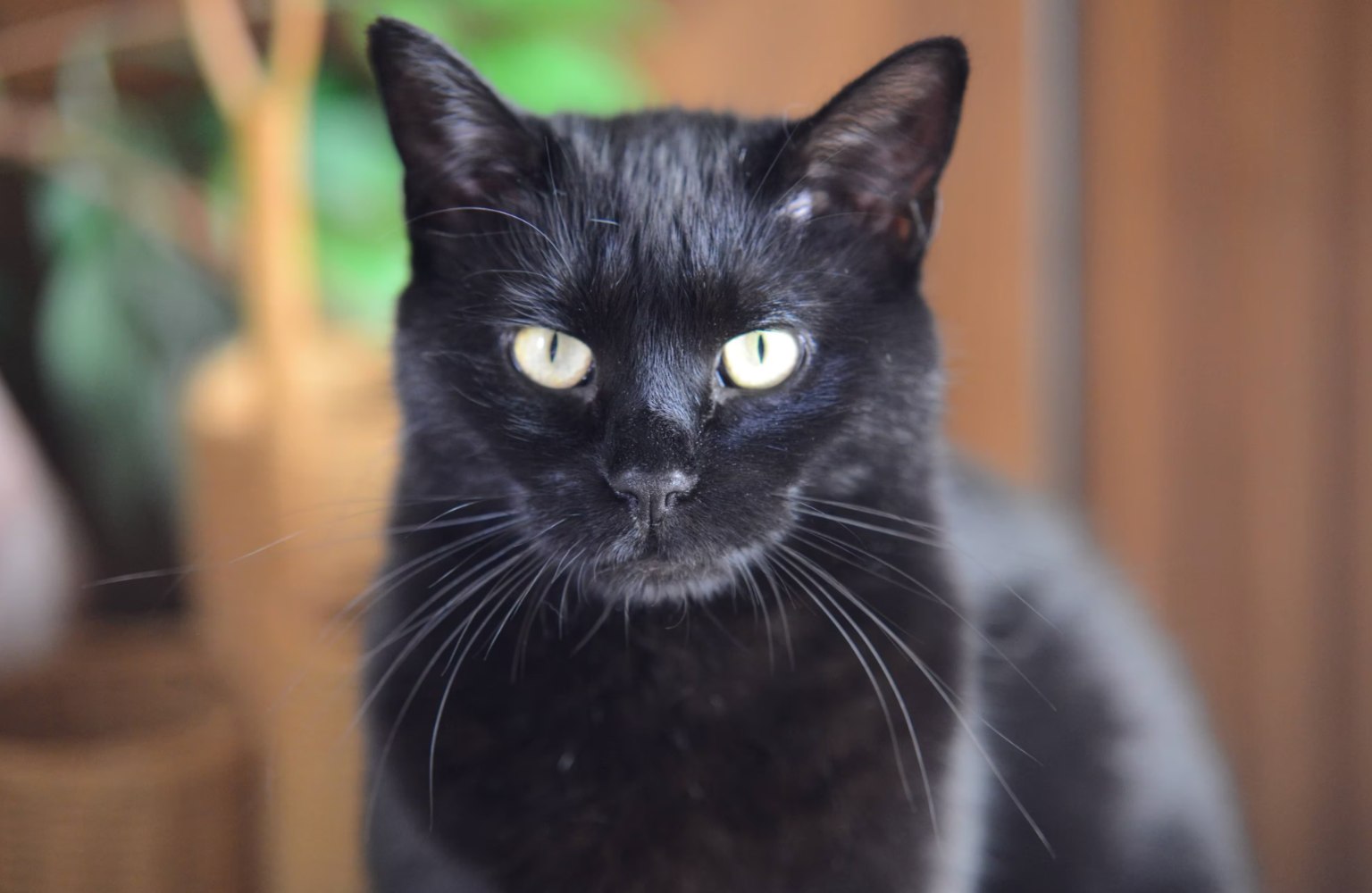 Estas son las características más increíbles de los gatos negros 