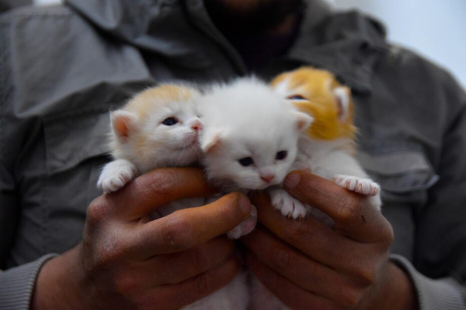 hombre-sujetando-gatos-bebes