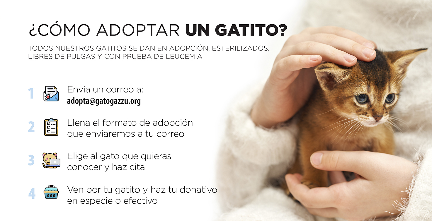 Cuánto cuesta adoptar un gato