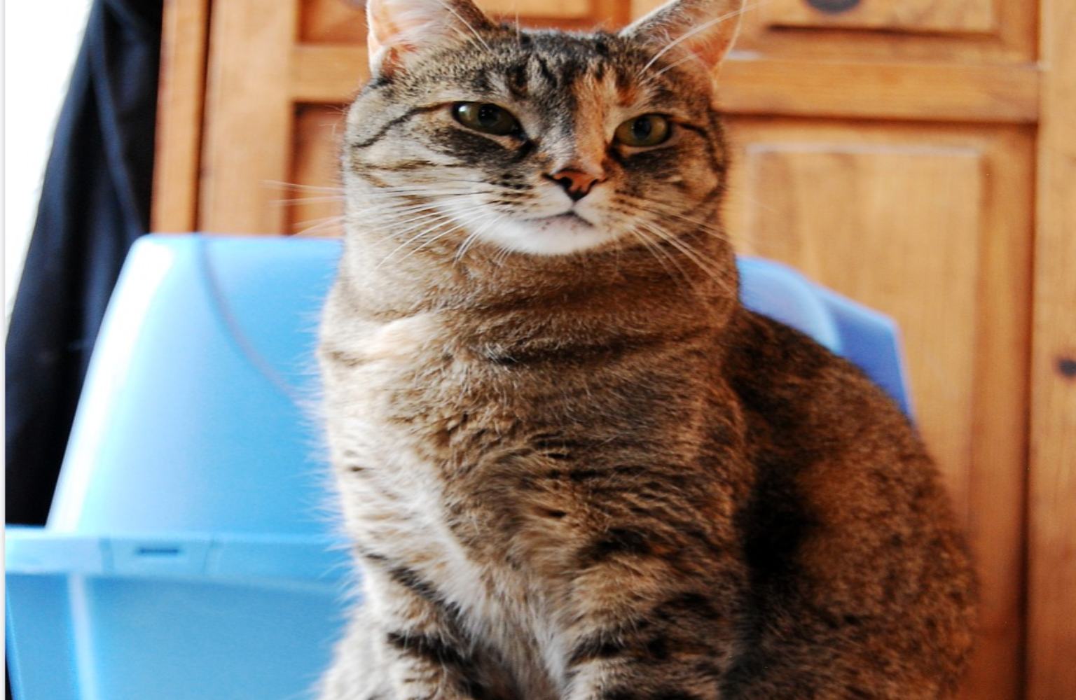 Arenero para gato: 10 razones las cuales tu michi no lo usa