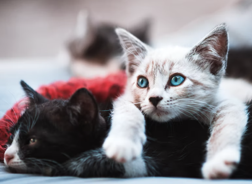 gatito negro-gatito-blanco