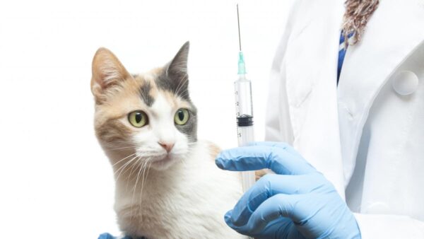 vacuna gato