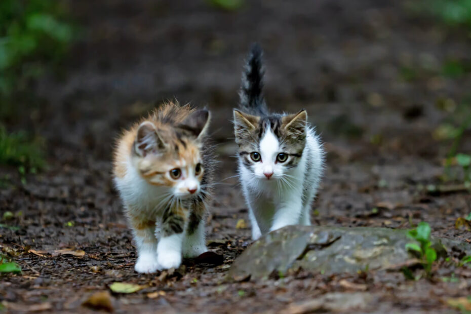 Dónde puedo dejar un gato abandonado