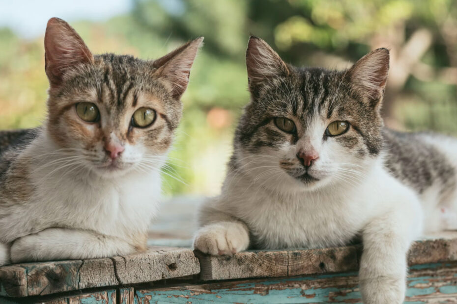 Tipos-de-donaciones-para-gatitos