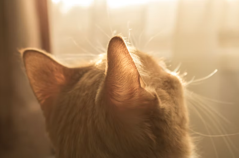 gatito-exponiendose-sol-puede-provocar-cancer