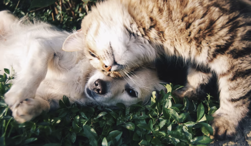 perros-y-gatos-en-el-pasto