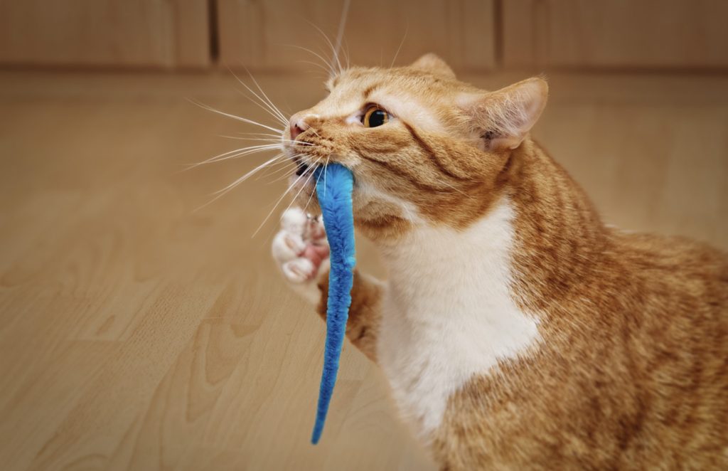 gato-jugando con-juguete-volador-para-gato-casero